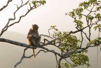 Affe sitzt im Baum — Stockfoto