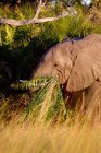 Elefante comendo grama — Fotografia de Stock