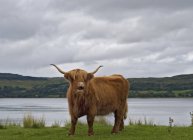 Hochland-Kuh weidet bei bewölktem Himmel auf einem Feld in Schottland — Stockfoto