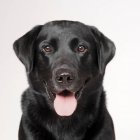 Labrador negro empujando la lengua, disparo de cerca - foto de stock