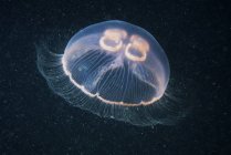 Медузы луны, плавающие под водой — стоковое фото