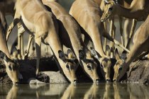 Impala herd drinking at watering hole in bright sunlight — Stock Photo