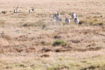 Zebre selvatiche al pascolo su safari, Stellenbosch, Sud Africa — Foto stock