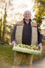 Senior man carrying crate of apples — Stock Photo