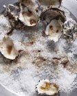 Раковины устриц на морской соли — стоковое фото