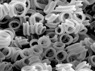 Fungo microscopico sulla superficie del bruco, ricoperto d'oro e imaging in SEM — Foto stock