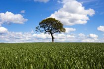 Tree on blue sky horizon of green crop field — Stock Photo
