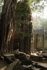 TA Prohm храм Ангкор Ват комплекс — стокове фото