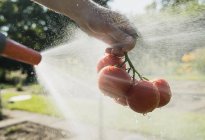 Cropped image of gardener hosing down tomatoes — Stock Photo