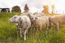 Pequena manada de ovinos pastando no campo verde à luz do sol — Fotografia de Stock