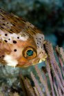 Vista ravvicinata del pesce palloncino — Foto stock