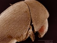 Micrografía electrónica de barrido de alytra de escarabajo anobiidae - foto de stock