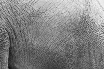 Vista de cerca de la piel del elefante - foto de stock