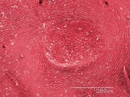 Micrografo elettronico a scansione colorata dell'addome del ragno tessitore di sfere — Foto stock