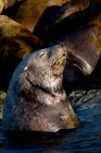 Sea lion basking in sun — Stock Photo