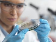 Female scientist examining micro organisms in petri dish — Stock Photo