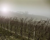 Vinos y viñedos en la niebla, región vinícola de Barolo, Langhe, Piamonte. Italia - foto de stock