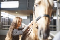 Young female stablehand grooming palomino horse — Stock Photo