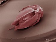 Coloured scanning electron micrograph of daphnia — Stock Photo