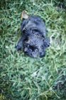 Brussels griffon dog standing on grass and looking up in camera — Stock Photo