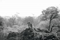 Leopardo na paisagem africana, Parque Nacional Kruger, África do Sul — Fotografia de Stock