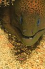 Primer plano plano de moray anguila cara - foto de stock