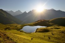 Koruldi Lake e vacas em pastoreio à luz do sol, Cáucaso, Svaneti, Geórgia — Fotografia de Stock