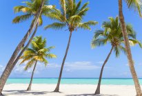 Palmeiras inclinadas na praia, República Dominicana, Caribe — Fotografia de Stock