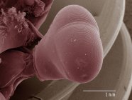 Coloured scanning electron micrograph of mantid shrimp eye — Stock Photo