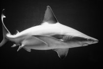 Tubarão a flutuar na água — Fotografia de Stock