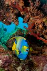 Blue angelfish swimming at coral reef — Stock Photo