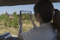 Femme utilisant une tablette numérique pour prendre une photo de girafe d'un camion safari, Kasane, Parc national de Chobe, Botswana, Afrique — Photo de stock