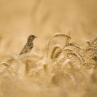 Pássaro pardal casa feminina no campo de trigo, close-up — Fotografia de Stock