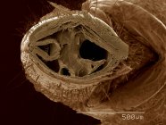 Поперечное сечение частей рта жука колеса, Arilius sp SEM — стоковое фото