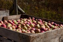 Manzanas frescas recogidas en caja de madera - foto de stock