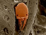 Mite on surface of beetle SEM — Stock Photo