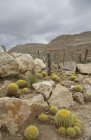 Cactus dans un paysage désertique rocheux — Photo de stock