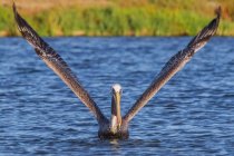 Коричневий пелікан на річковій воді в яскравому сонячному світлі — стокове фото