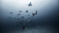Large group of Eagle Rays, underwater view, Cancun, Mexico — Stock Photo