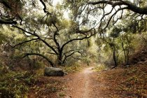 Chemin en forêt verte — Photo de stock