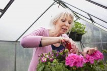 Reife Frau pflegt Blumen im Gewächshaus — Stockfoto