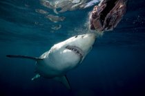 Grande tubarão branco irritado nadando debaixo de água — Fotografia de Stock