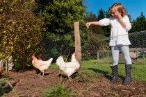Girl feeding chickens on the yard — Stock Photo