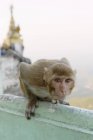 Portrait de singe, Mont Popa, Bagan, Birmanie — Photo de stock