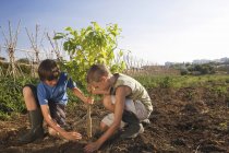 Due fratelli piantare albero — Foto stock