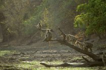 Babuinos o Papio cynocephalus ursinus, Parque Nacional Mana Pools, Zimbabue - foto de stock