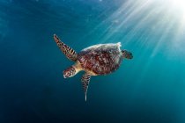 Tortuga nadando bajo el agua con rayos de sol - foto de stock