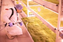 Male worker kneeling to spray tray of micro greens in underground tunnel nursery, London, UK — Stock Photo