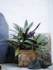 Pianta da giardino foglia in vaso tradizionale — Foto stock