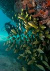 Підводна фотографія морського життя, вид крупним планом — стокове фото